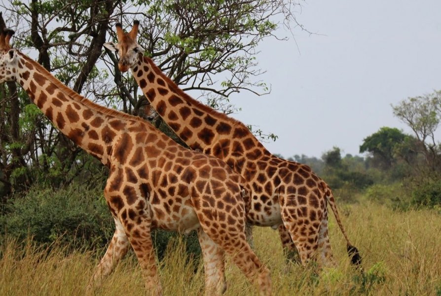Murchison Falls Tour
