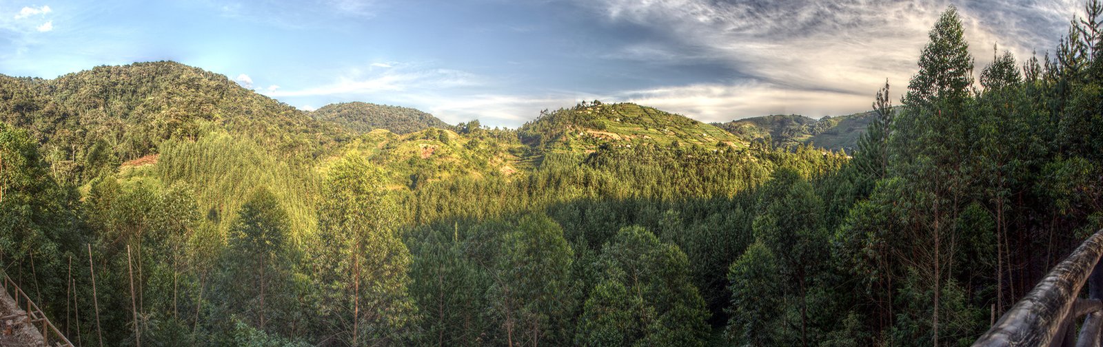 Murchison, Chimp and Gorilla Trekking Safari