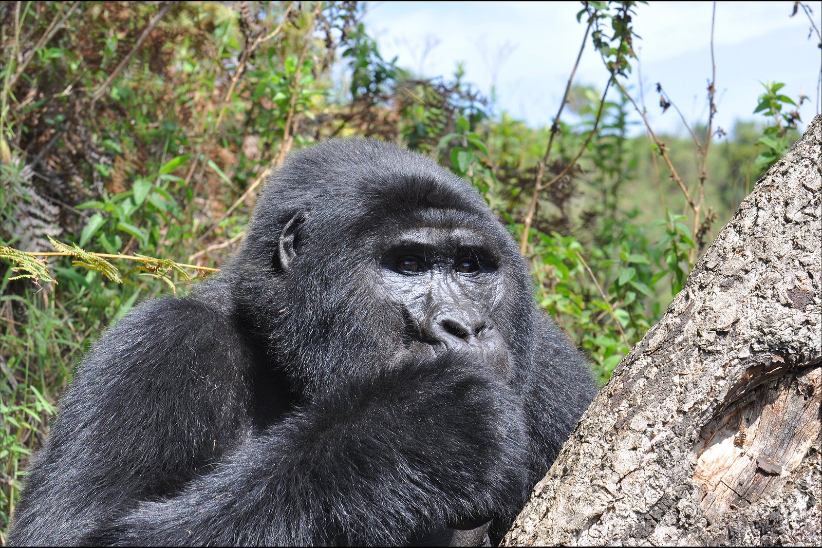 Albert Delta boat cruise Murchison Falls
