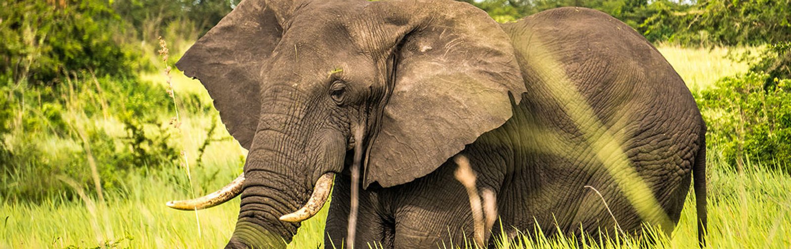 Complete Wildlife and Primate Safari