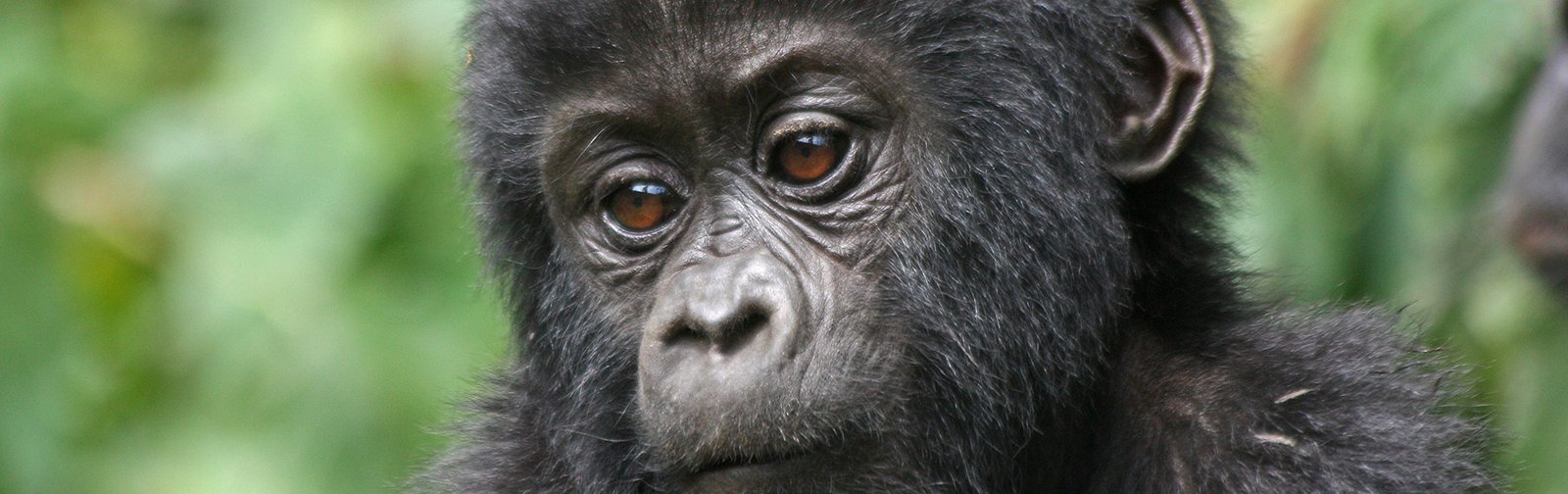 Big Five and Gorilla Safari