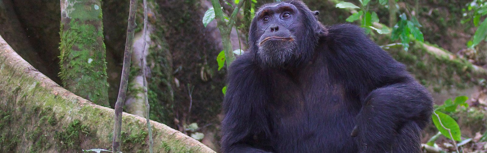 Wildlife and Kibale Chimpanzee Trek Safari