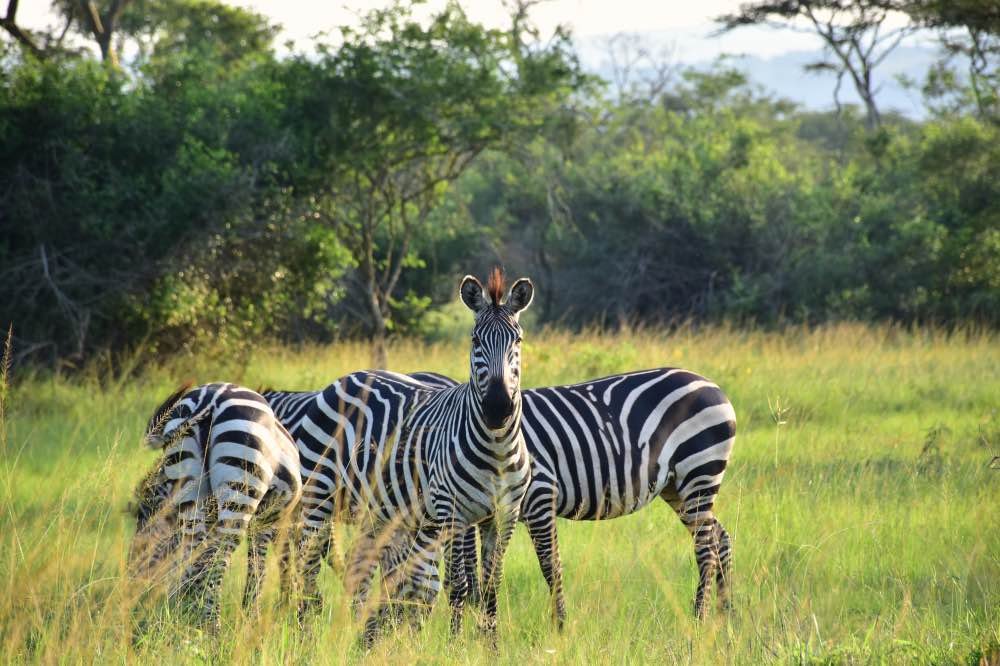 Pearl of Africa Adventure Tour