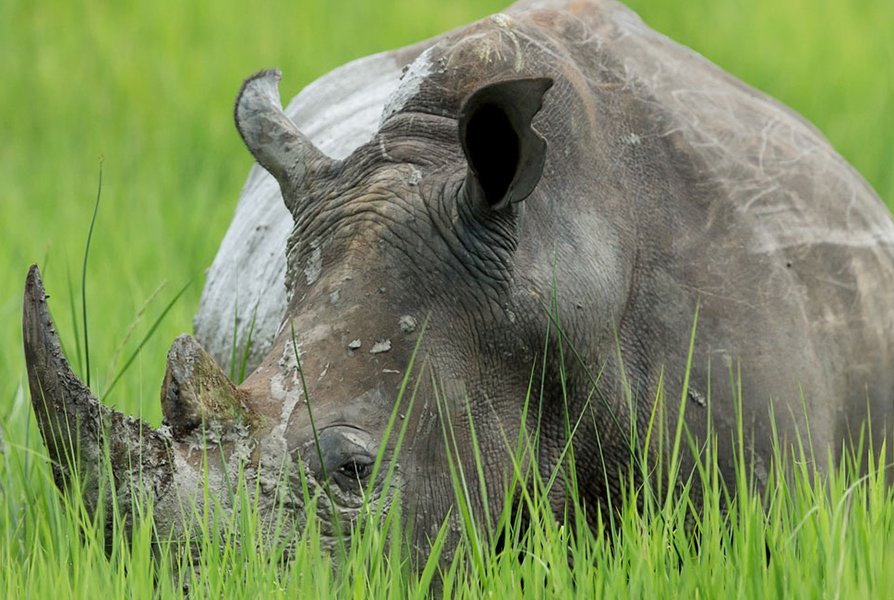 Ziwa Rhino Sanctuary tracking Murchison Falls